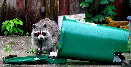 A raccoon beside a green trash bin tipped on its side, its lid open on the ground