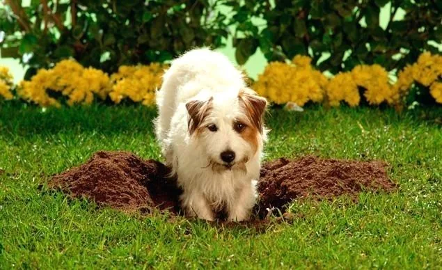 A white terrier with brown ears stands in a hole it has dug in a green lawn, yellow flowers behind it