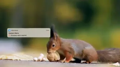 A red squirrel gnawing a walnut on a ledge, beside a phone notification from Camect Alerts: “Driveway saw a squirrel”