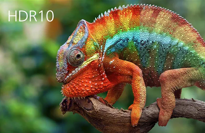 A vividly coloured chameleon on a branch, labelled HDR10.